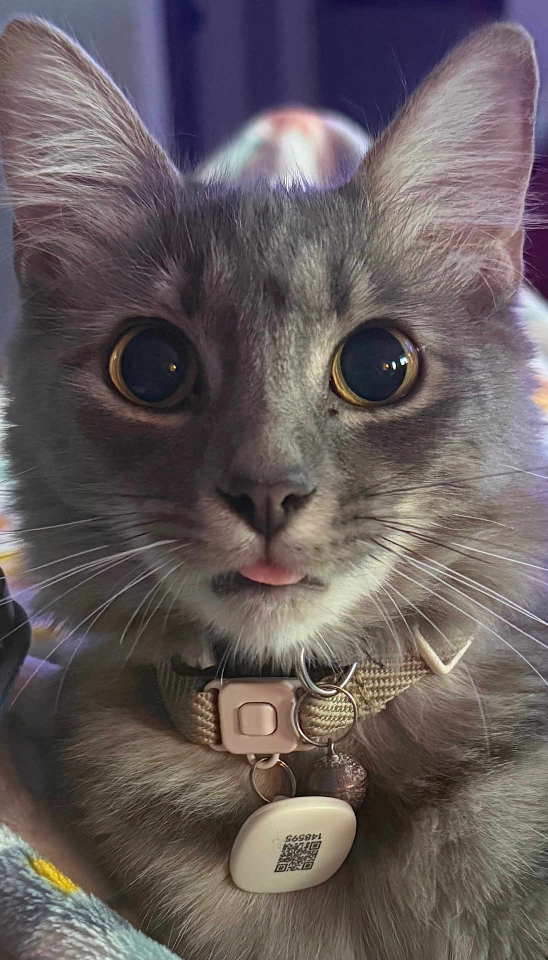 Zelda