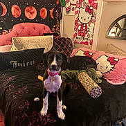 Sunshine is registered to the contest to win money with this photo: dog, bed, pillow, hello_kitty, tapestry, moon_phases, flower, blanket, collar, leopard_print, room, mirror, wall_art, plush, black, pink, white, furniture, indoor, pet