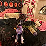 dog, bed, pillow, hello_kitty, tapestry, moon_phases, flower, blanket, collar, leopard_print, room, mirror, wall_art, plush, black, pink, white, furniture, indoor, pet