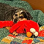 animal, bed, colorful, comfort, cozy, cute, dog, elmo, fabric, fur, indoor, patchwork, pattern, pet, plush_toy, quilt, relaxed, resting, sleepy, toy