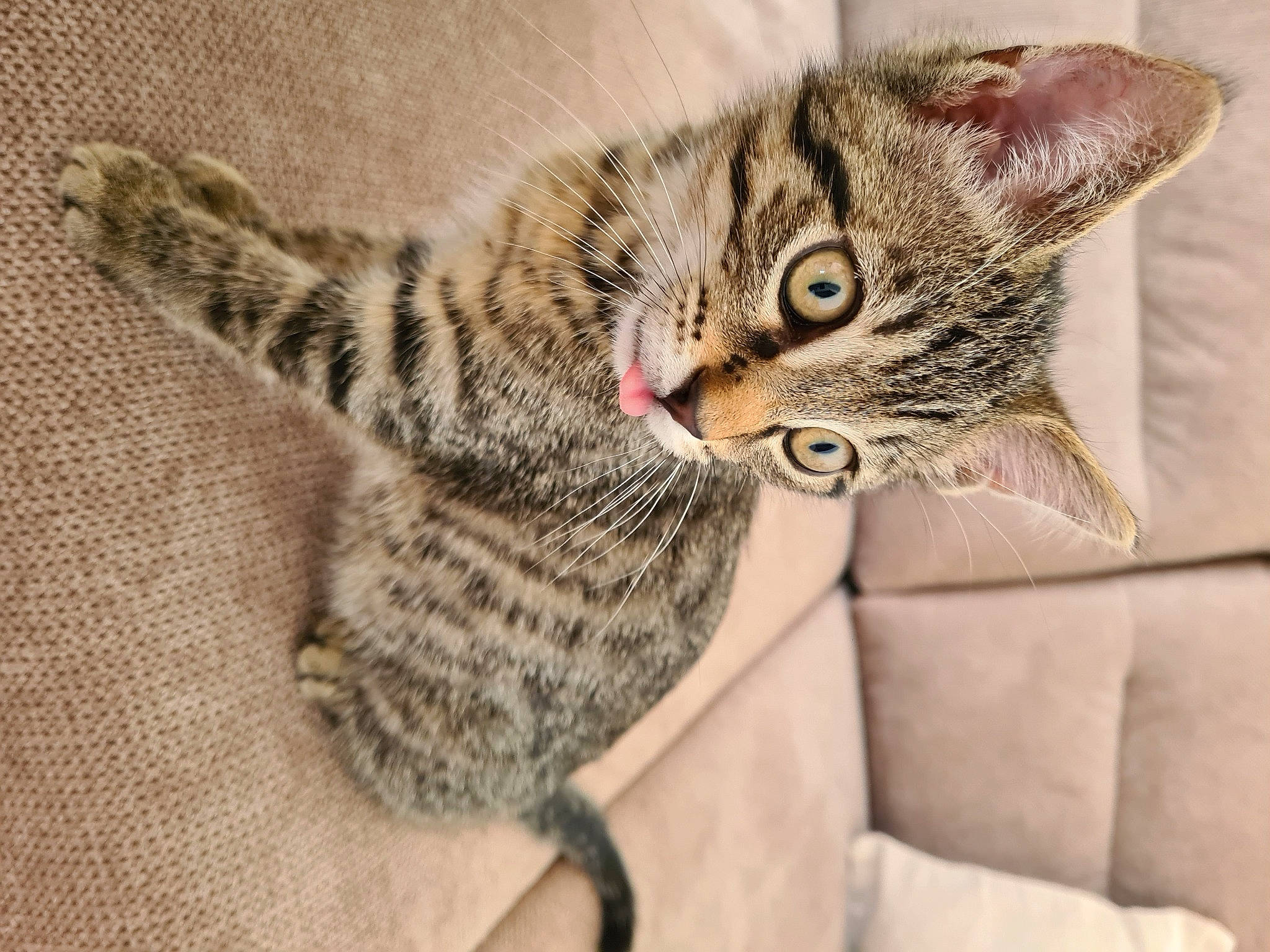 Général participe au concours pour gagner de l'argent avec cette photo : art, carnivore, cat, claw, comfort, domestic_short_haired_cat, felidae, fur, pattern, paw, small_to_medium_sized_cats, snout, tail, terrestrial_animal, whiskers, wildlife