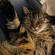 Tiger a rejoint le concours — aidez-le/la à gagner de superbes lots ! cat, tabby, feline, paw, fur, whiskers, relaxed, chair, perforated, black, pet, animal, indoor, closeup, sleepy, cute, mammal, resting, comfort, cozy