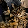 cat, tabby, feline, paw, fur, whiskers, relaxed, chair, perforated, black, pet, animal, indoor, closeup, sleepy, cute, mammal, resting, comfort, cozy