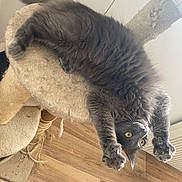 Poussière a rejoint le concours — aidez-le/la à gagner de superbes lots ! animal, cat, cat_tree, claws, cozy, curious, fluffy, furniture, gray_cat, home, indoor, paws, pet, playful, relaxed, stretching, upside_down, whiskers, wood_floor, yellow_eyes