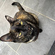 Tina participe au concours pour gagner de l'argent avec cette photo : cat, tortoiseshell, pet, animal, feline, green_eyes, whiskers, ears, tail, fur, floor, tile, indoor, looking_up, curious, domestic_animal, closeup, portrait, sitting, household