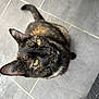 cat, tortoiseshell, pet, animal, feline, green_eyes, whiskers, ears, tail, fur, floor, tile, indoor, looking_up, curious, domestic_animal, closeup, portrait, sitting, household