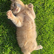 Misty participe au concours pour gagner de l'argent avec cette photo : kitten, cat, grass, greenery, outdoor, sunlight, playful, pet, animal, feline, cute, young, fur, paws, relaxed, nature, summer, adorable, lying_down, happy
