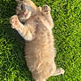 kitten, cat, grass, greenery, outdoor, sunlight, playful, pet, animal, feline, cute, young, fur, paws, relaxed, nature, summer, adorable, lying_down, happy