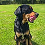dog, black_dog, tan_dog, pet, animal, grass, outdoor, nature, sky, clouds, tree, tongue, licking, sitting, canine, mammal, playful, sunlight, greenery, daytime
