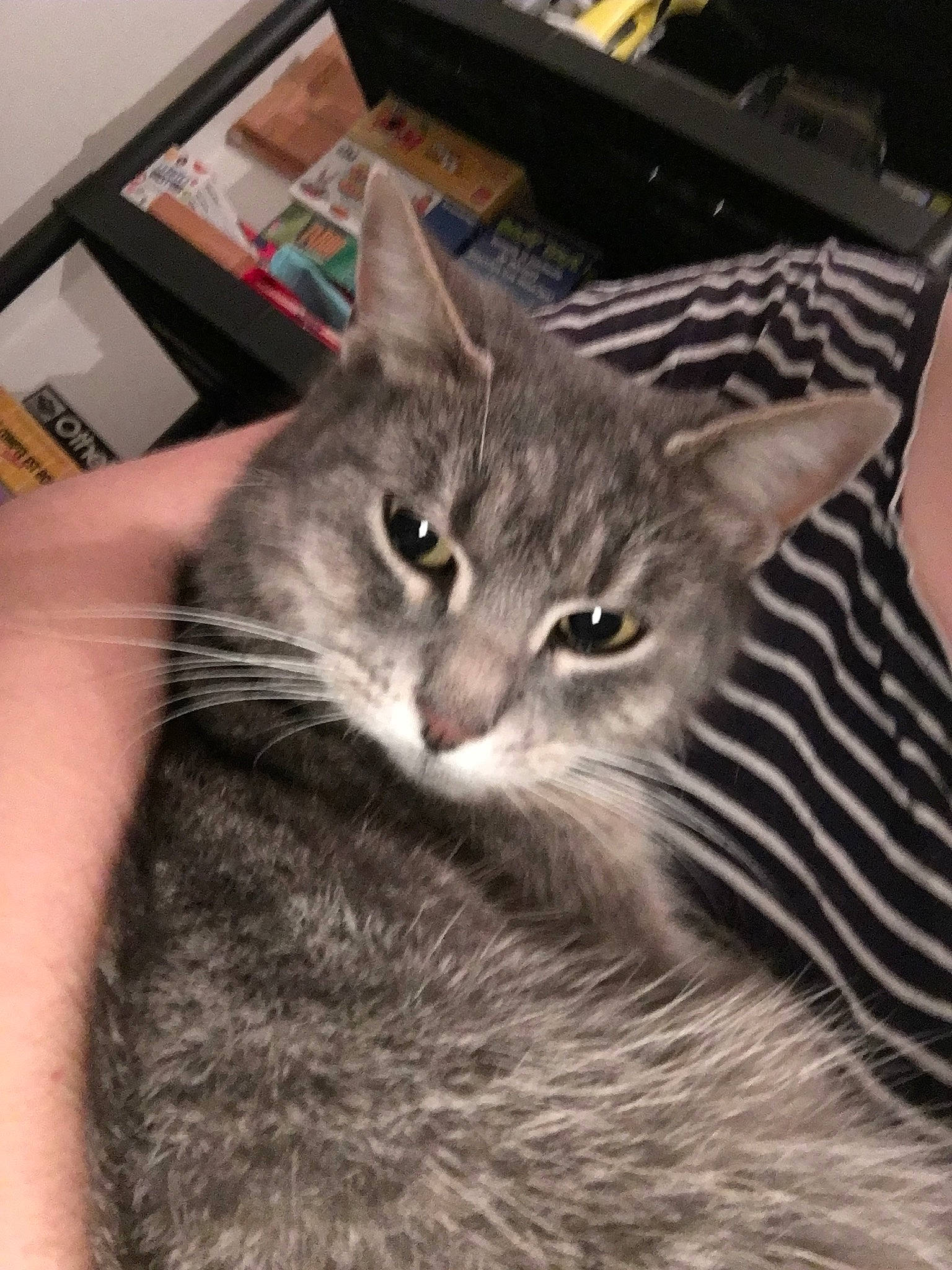 Lunda participe au concours pour gagner de l'argent avec cette photo : american_shorthair, asian, australian_mist, carnivore, cat, domestic_short_haired_cat, dragon_li, european_shorthair, felidae, fur, kitten, mammal, pixie_bob, small_to_medium_sized_cats, tabby_cat, whiskers