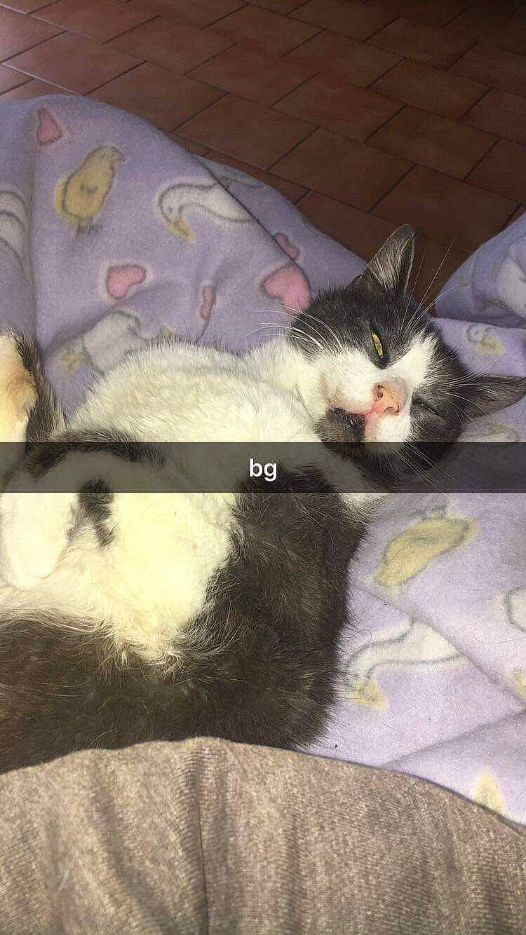 Bernie a rejoint le concours — aidez-le/la à gagner de superbes lots ! american_shorthair, carnivore, cat, domestic_short_haired_cat, european_shorthair, fawn, felidae, fur, kitten, nap, sleep, small_to_medium_sized_cats, tail, whiskers