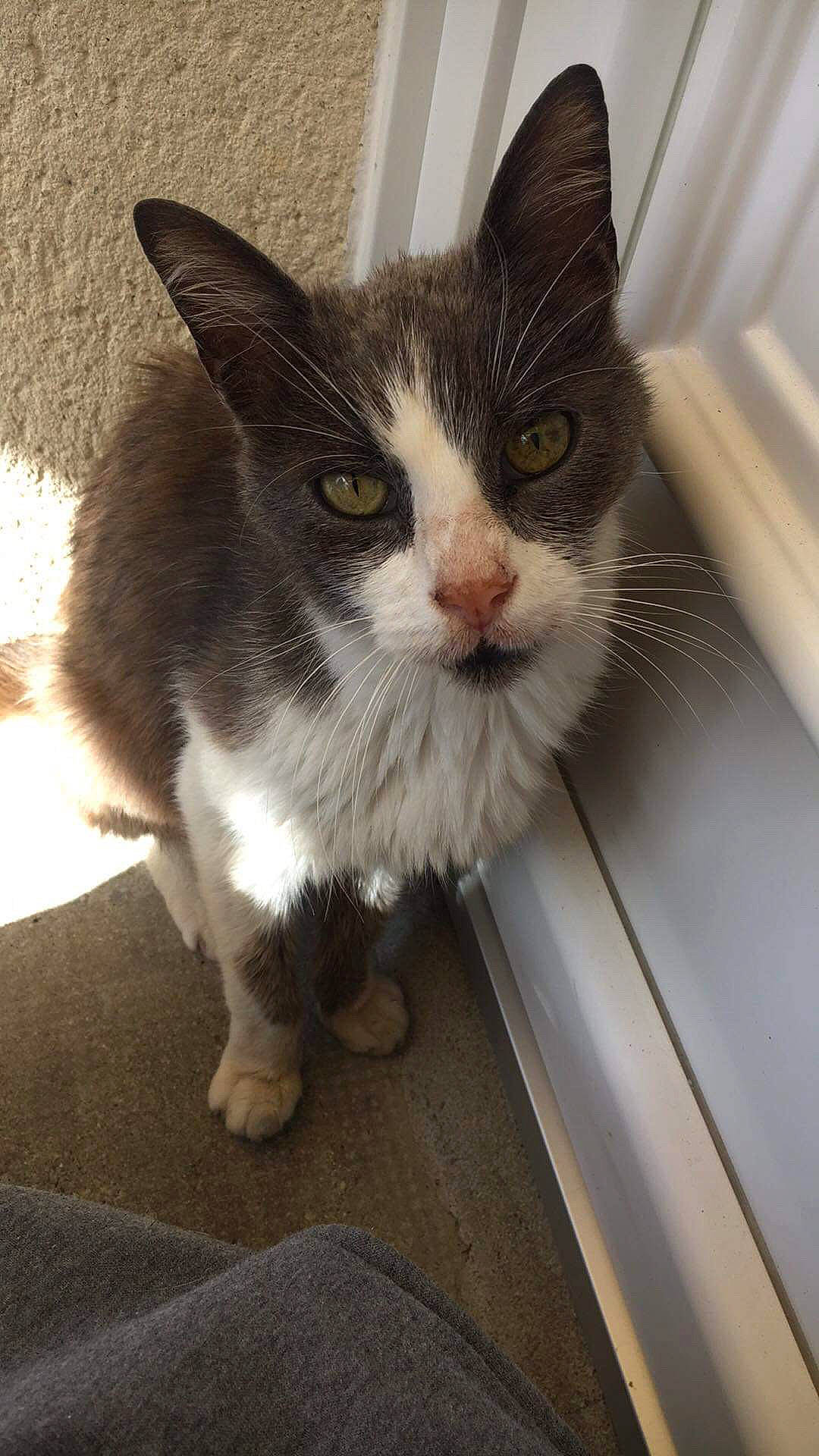 Bernie participe au concours pour gagner de l'argent avec cette photo : aegean_cat, american_wirehair, carnivore, cat, domestic_long_haired_cat, domestic_short_haired_cat, european_shorthair, fawn, felidae, kitten, mammal, ojos_azules, polydactyl_cat, small_to_medium_sized_cats, whiskers