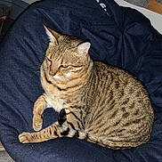 Kahleesi joined the competition — help win amazing prizes! cat, tabby_cat, pet, indoor, bean_bag, striped, animal, feline, resting, cozy, fur, whiskers, tail, domestic_animal, sleepy, comfort, closeup, mammal, cute, relaxed