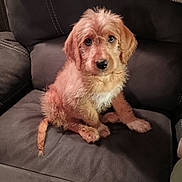 Jameson is registered to the contest to win money with this photo: big_eyes, blanket, brown_fur, couch, cozy, cute, dog, home, indoor, leather_sofa, nose, paws, pet, portrait, puppy, sitting, sofa_stitching, tail, upholstery, wet_fur