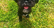 Luna is registered to the contest to win money with this photo: dog, black_dog, small_dog, grass, greenery, outdoor, pet, animal, tongue_out, happy, cute, fluffy, tail, nature, sunlight, daylight, playful, canine, looking_up, summer