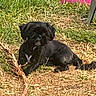 Luna joined the competition — help win amazing prizes! dog, black_dog, grass, stick, outdoor, pet, animal, sunlight, nature, playful, tire, pink_tire, canine, relaxed, small_dog, daytime, fur, laying_down, ground, yard