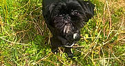 Luna is registered to the contest to win money with this photo: animal, black_dog, canine, curious, cute, dandelion, daylight, dog, field, fur, grass, greenery, looking_up, nature, outdoor, pet, plants, playful, small_dog, sunlight