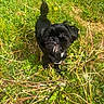 Luna is registered to the contest to win money with this photo: dog, black_dog, grass, greenery, outdoor, pet, animal, small_dog, curious, nature, canine, cute, fur, looking_up, sunlight, daylight, field, plants, dandelion, playful