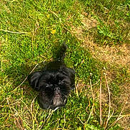 Luna is registered to the contest to win money with this photo: adorable, animal, black_dog, canine, curious, cute, daylight, dog, fur, grass, greenery, ground, looking_up, nature, outdoor, pet, playful, small_dog, sunlight, twigs