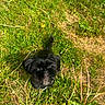 dog, black_dog, grass, outdoor, sunlight, pet, animal, small_dog, greenery, nature, cute, fur, looking_up, twigs, daylight, ground, adorable, curious, canine, playful