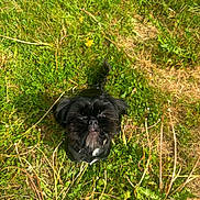 Luna is registered to the contest to win money with this photo: dog, black_dog, grass, greenery, outdoor, sunlight, small_dog, pet, nature, scruffy, curious, animal, looking_up, field, plant, daylight, fur, cute, canine, garden