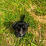 dog, black_dog, grass, greenery, outdoor, sunlight, small_dog, pet, nature, scruffy, curious, animal, looking_up, field, plant, daylight, fur, cute, canine, garden
