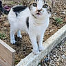 animal, black_spots, cat, collar, curious, daylight, dirt, ears, garden, gravel, kitten, looking_up, nature, outdoor, pet, small, standing, whiskers, white_fur, young_animal