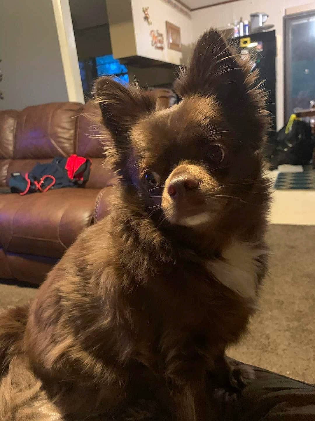 Snickers joined the competition — help win amazing prizes! canidae, carnivore, claw, comfort, companion_dog, couch, dog, dog_breed, flooring, fur, giant_dog_breed, herding_dog, natural_material, paw, snout, sporting_group, tail, terrestrial_animal, whiskers, working_animal