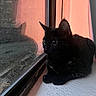black_cat, cat, feline, pet, animal, sitting, window, indoors, curtain, pink_light, sunset, reflection, large_eyes, pointed_ears, whiskers, black_fur, windowsill, cozy, portrait, looking_outside