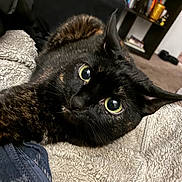 Salem is registered to the contest to win money with this photo: cat, black_cat, pet, animal, feline, green_eyes, wide_eyes, whiskers, fur, closeup, portrait, lying_down, blanket, cozy, indoors, home, chair, bookshelf, curious, funny