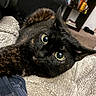 cat, black_cat, pet, animal, feline, green_eyes, wide_eyes, whiskers, fur, closeup, portrait, lying_down, blanket, cozy, indoors, home, chair, bookshelf, curious, funny