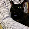 black_cat, cat, pet, feline, green_eyes, wide_eyes, whiskers, pointed_ears, collar, indoor, portrait, close_up, knitted_blanket, lavender_blanket, cozy, lounging, sitting, black_fur, home, animal