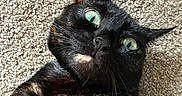 Salem joined the competition — help win amazing prizes! cat, black_cat, feline, green_eyes, emerald_eyes, close_up, portrait, whiskers, ears, fur, short_hair, tortoiseshell_markings, indoor, carpet, floor, lying_down, looking_up, animal, pet, funny_expression