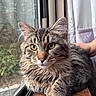 Leo is registered to the contest to win money with this photo: cat, tabby, fluffy, long_hair, whiskers, green_eyes, animal, pet, portrait, close_up, window, indoors, wooden_sill, sitting, lying_down, fur, ears, paws, natural_light, majestic