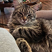 Leo is registered to the contest to win money with this photo: cat, tabby_cat, fluffy, longhaired, fur, whiskers, ears, eyes, nose, paws, sleepy, relaxed, lounging, indoor, living_room, chair, cushion, coffee_table, electronics, portrait