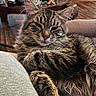 cat, tabby_cat, fluffy, longhaired, fur, whiskers, ears, eyes, nose, paws, sleepy, relaxed, lounging, indoor, living_room, chair, cushion, coffee_table, electronics, portrait