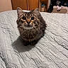 Leo joined the competition — help win amazing prizes! cat, tabby_cat, fluffy, long_hair, pet, animal, sitting, bed, bedroom, quilt, blanket, indoors, portrait, closeup, whiskers, ears, round_eyes, brown_fur, gray_fur, home