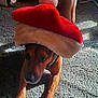 Roscoe joined the competition — help win amazing prizes! animal, brown_dog, canine, carpet, christmas, costume, cute, dog, festive, fur, headwear, holiday, indoor, light, paws, pet, pet_accessory, santa_hat, shadow, stretching