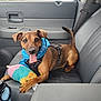dog, small_dog, brown_dog, blue_bandana, plush_toy, car_interior, leather_seat, seatbelt, happy_dog, tongue_out, toy_popsicle, pet, animal, cute, playful, front_seat, car_door, window, water_bottle, seat