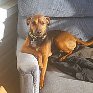 Roscoe is registered to the contest to win money with this photo: dog, brown_dog, armchair, sunlight, indoor, pet, collar, relaxed, furniture, canine, resting, shadow, window_light, domestic_animal, paw, snout, ear, tail, comfort, house