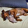 Roscoe is registered to the contest to win money with this photo: dog, bed, pillow, blanket, resting, brown_dog, collar, pet, sleepy, indoor, fur, canine, comfort, relaxation, laying_down, domestic_animal, animal, sleeping, cozy, soft