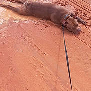 Lyriq joined the competition — help win amazing prizes! animal, brown_dog, canine, collar, daytime, dirt_road, dog, ears, ground, leash, lying_down, mud, muddy, nature, outdoor, pet, puddle, relaxing, tire_tracks, wet