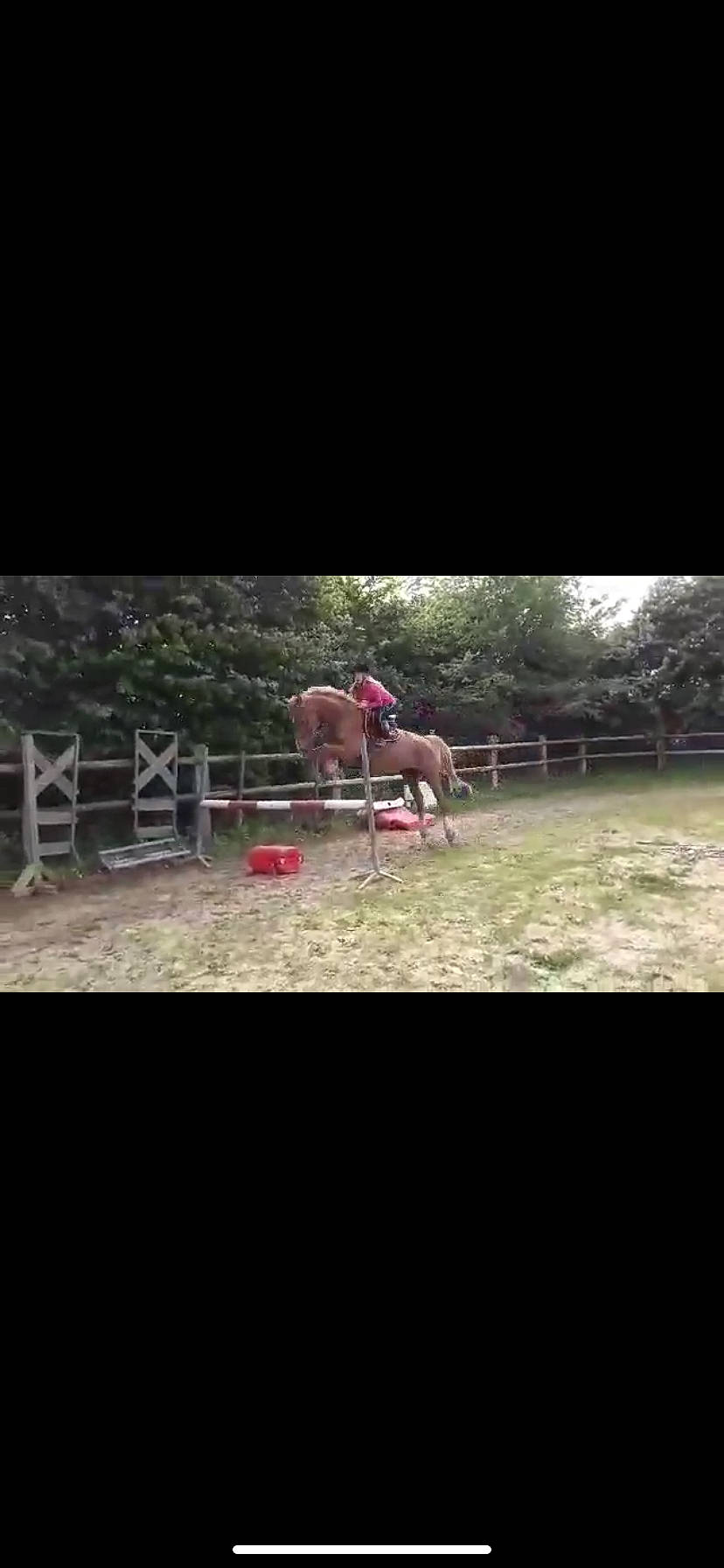 Polen participe au concours pour gagner de l'argent avec cette photo : equestrianism, eventing, fence, grass, halter, horse, horse_tack, jumping, landscape, mammal, mane, mare, mustang_horse, pasture, pony, recreation, stallion, tree, vertebrate