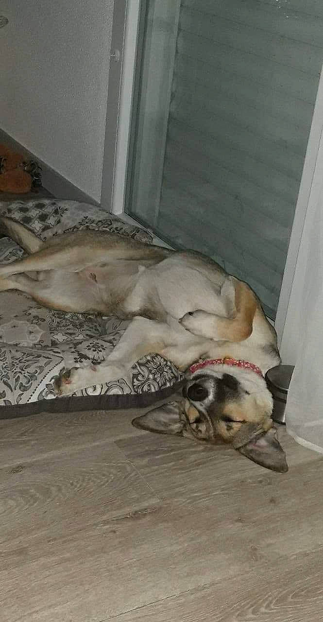 Kiara a rejoint le concours — aidez-le/la à gagner de superbes lots ! canidae, carnivore, dog, dog_breed, fawn, non_sporting_group, snout, sporting_group