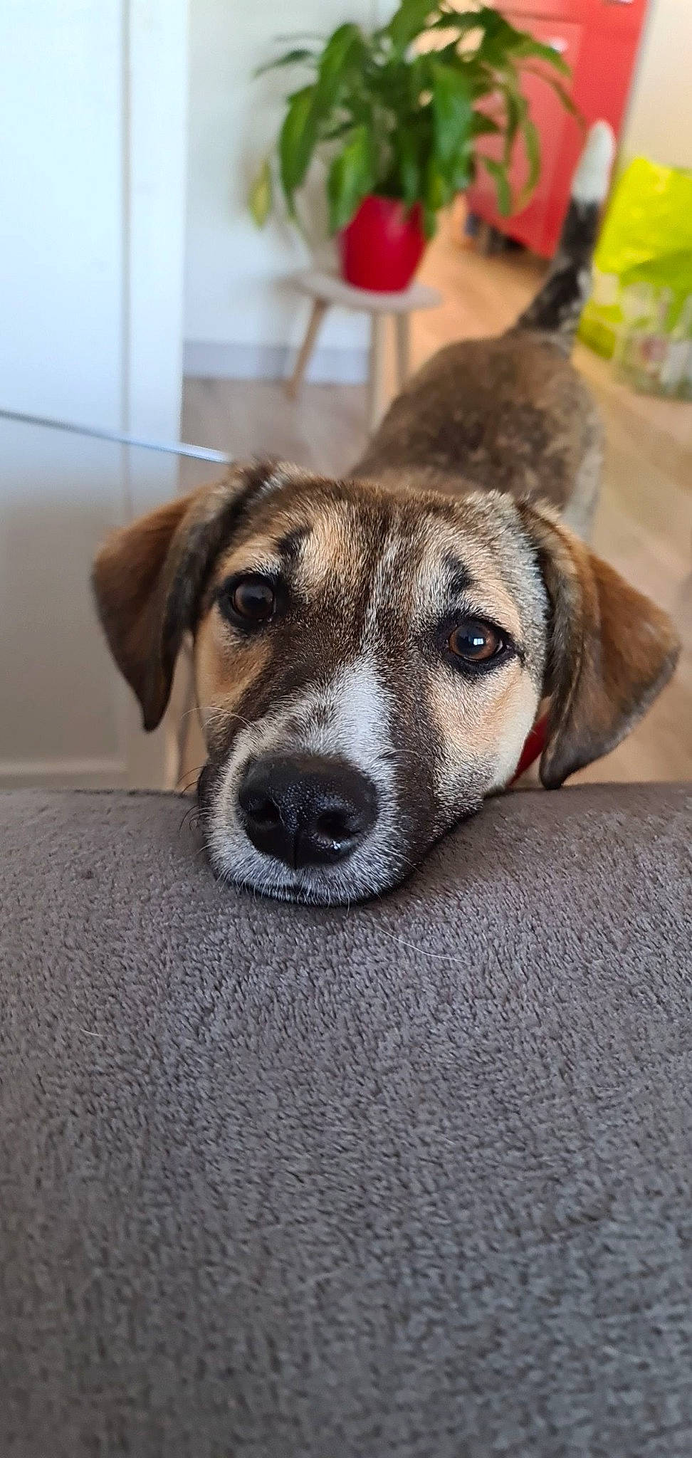 Kiara participe au concours pour gagner de l'argent avec cette photo : canidae, carnivore, companion_dog, dog, dog_breed, ear, fawn, mammal, mountain_cur, potcake_dog, rafeiro_do_alentejo, rare_breed_dog, snout, street_dog, vertebrate, whiskers