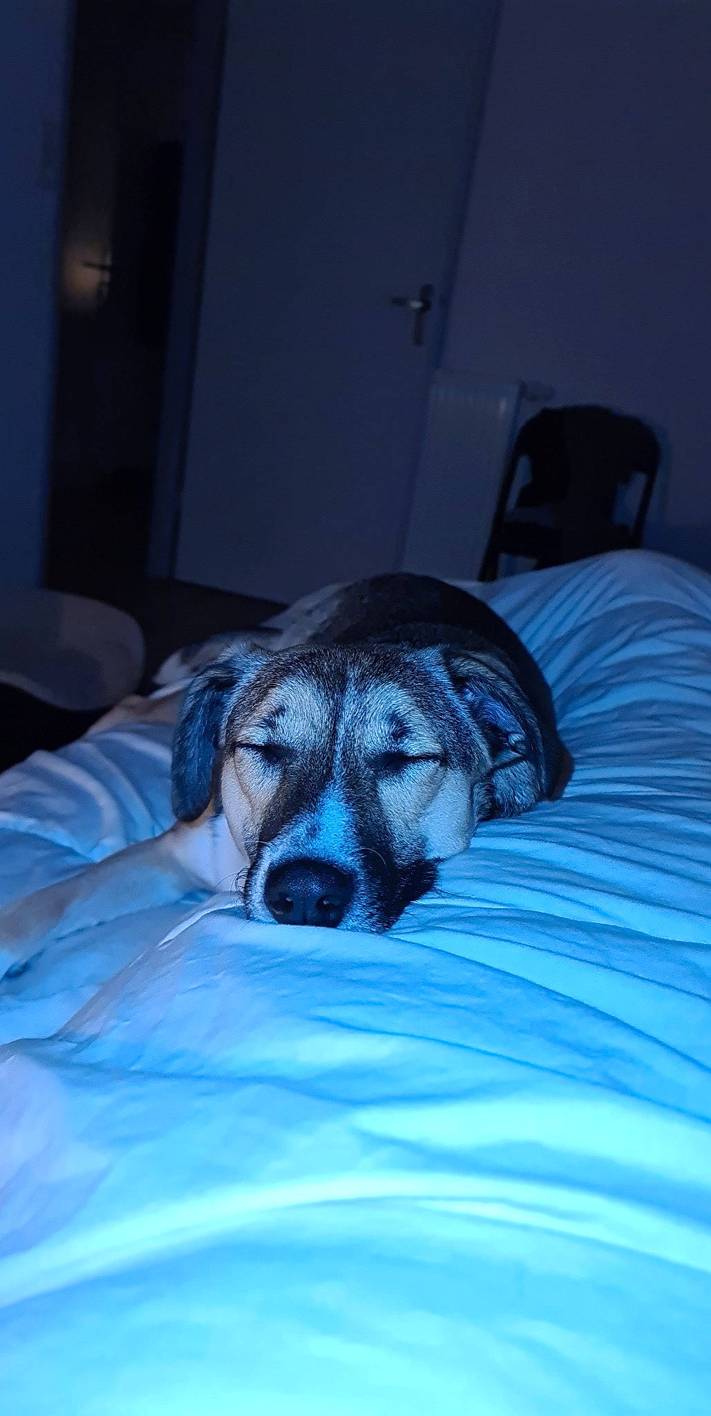 Kiara a rejoint le concours — aidez-le/la à gagner de superbes lots ! canidae, carnivore, dog, dog_breed, guard_dog, nap, nose, sleep, snout, whiskers