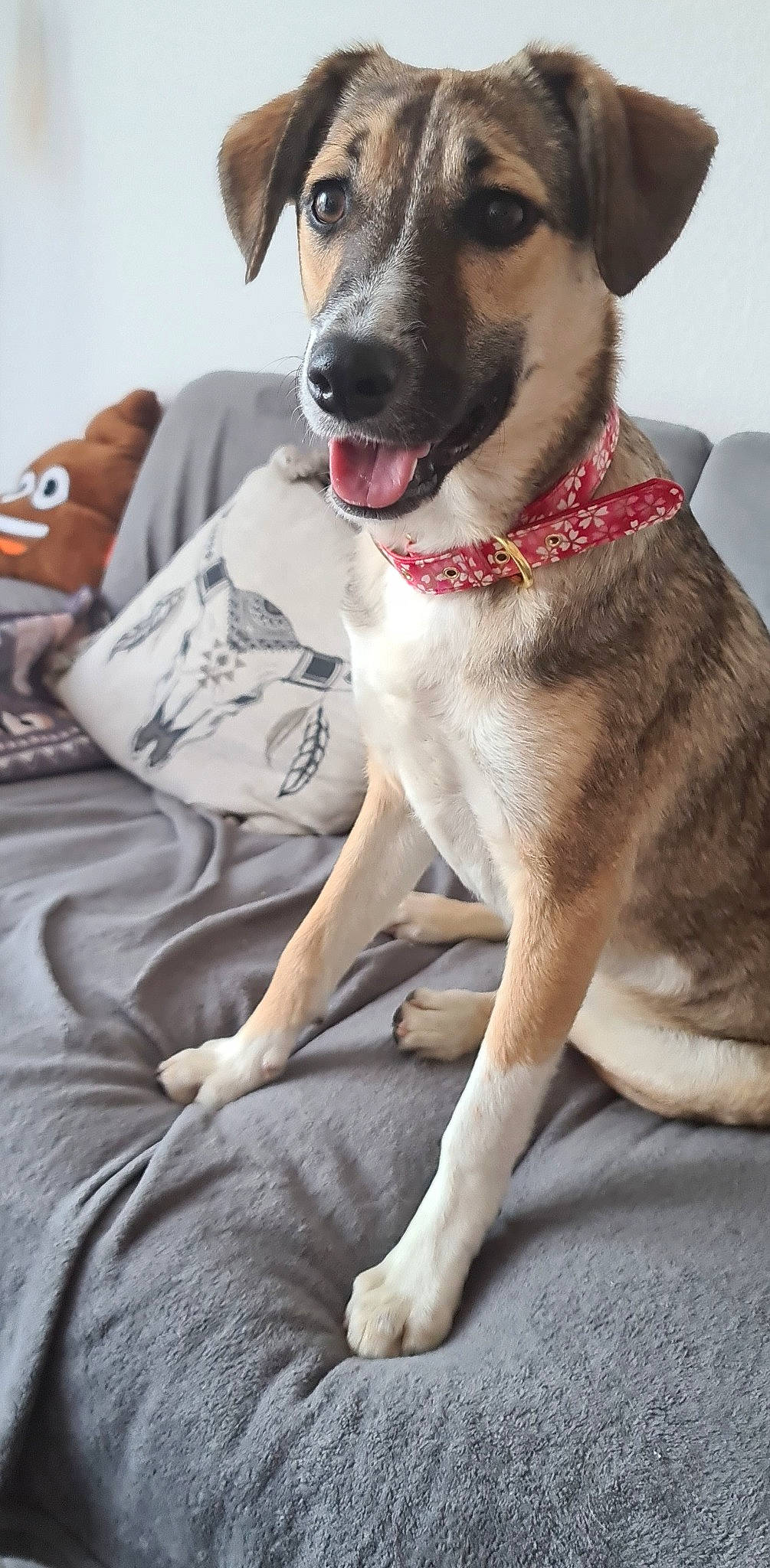 Kiara participe au concours pour gagner de l'argent avec cette photo : canidae, carnivore, companion_dog, dog, dog_breed, dog_collar, fawn, mammal, potcake_dog, rare_breed_dog, snout, vertebrate