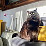 black_cat, cat, chair, cozy, cushion, decor, domestic_animal, fluffy, furniture, indoor, ornate_frame, pet, portrait, relaxing, shadow, sunlight, table, vase, wall, yellow