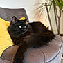 Misty participe au concours pour gagner de l'argent avec cette photo : animal, black_cat, cat, chair, couch, cozy, domestic_cat, feline, green_eyes, home_interior, indoor, long_fur, pet, plant, plush_furniture, portrait, relaxed, resting, whiskers, yellow_pillow