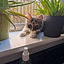 aloe_vera, animal, cat, curious, domestic_cat, feline, greenery, houseplant, indoor, kitten, paw, pet, potted_plant, relaxed, spray_bottle, sunlight, whiskers, window, windowsill, young_cat